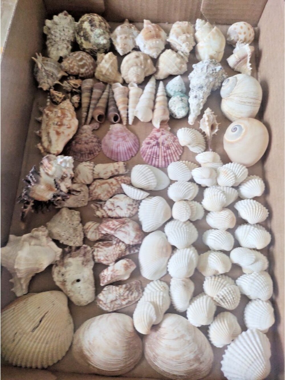 Beautiful Seashell Lot 119 piece  All types (see description)